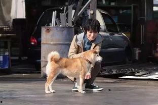 巴哥赤犬爆料视频播放大全 第3张 巴哥赤犬爆料视频播放大全 第3张